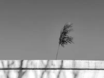 Casino Classy Slots Mobil App